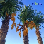 Palmy